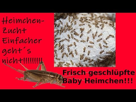 Heimchen zucht ohne viel Equipment! Dauer bis zum Nachwuchs + Equipment in der Beschreibung!