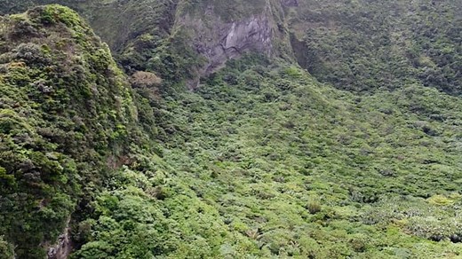 Mountain, Trees, Forest. Free Stock Video