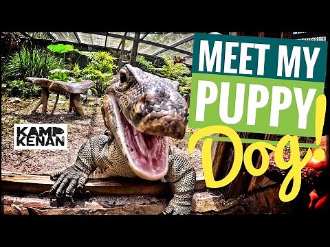 How You Tame Lizards!