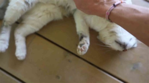 Watch me tackle traditional lead flashing!