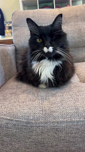 Do Tigers Loaf? Big Cat Loafing Explained!