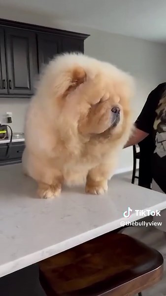 Meet MGM Grand, the unique Beijing-born Chow Chow! Discover his compact stature, impressive bone mass, and distinct facial features at ‘Mini Chow Lion’. #thebullyview #minichowlions #chowlion #chowchow #chowchowdog #chowchowlover #chowchowlife