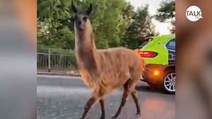 ICYMI: A runaway Llama caused traffic chaos on the M55 this week. #Llamageddon | TalkTVUK