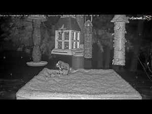 Incredible Flight and Landing by Flying Squirrel on the #OntarioFeederWatch Cam | Cornell Lab