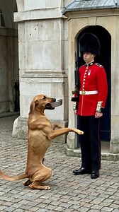 734K views · 26K reactions | A royal guard is known for one strict...
