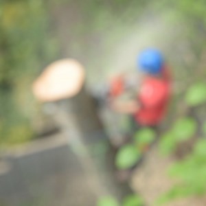 1.3K views · 58 reactions | I always appreciate another day in the saddle… Have a good, safe, productive week guys and girls  #climbingarborist #arborist #arblife #treeclimber #treework #treeworker #treesurgeon #trees #tree #arboristofinstagram #certifiedarborist #arboristlife #ropes #treeclimbing #treesurgeonsofinstagram #treetrimmer #certifiedarborist #husqysquad @husqvarnaca @husqvarnausa @husqvarnaworldwide | ClimbingArborist.com | Facebook