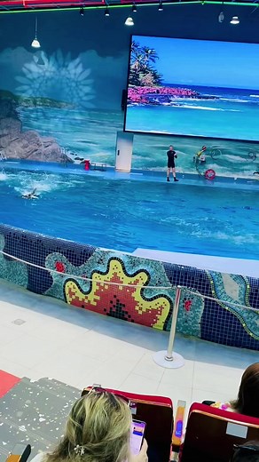 Dolphin Show Delights: Tricks and Stunts in Aquatic Park