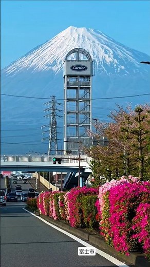 富士山と満開のツツジ｜春の富士市ドライブ 🌸Mt. Fuji & Blooming Azaleas | Spring Drive in Fuji City #fuji #富士山 #japan