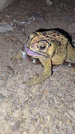 Big Frog Cought the Snake 🐍😱 #viralreelsシ #reelsfbシ #shorts #frogs #snake #virals #reels