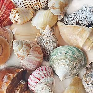 Polished Sea Shells – Sizes 2.25” to 4” - Approx. 15 Beach Shells in Mixed Colors – Great for Beach Home Decor and Wedding Centerpieces