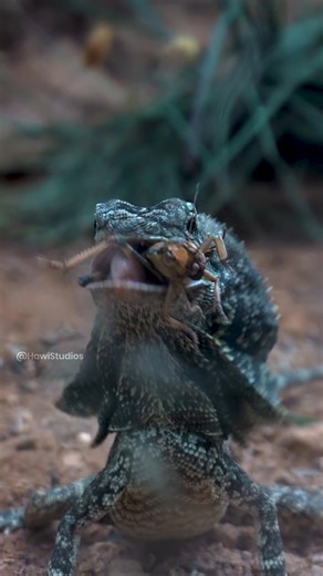 HAWI Studios on Instagram: "Lizard Eating an Insect Wincent Q7l0y #insects #nature #wildlife"
