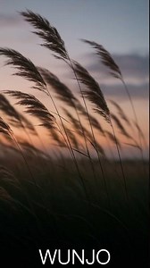 WEEKLY RUNE GUIDANCE - THIS WEEK'S RUNE IS WUNJO #carljungwisdom #philosophy #runeguidance