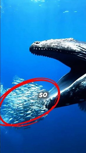 5 Animal Facts Almost No One Knows 😳🐾