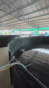 Setting up our new biofloc tank! 🌊 Watch as we take the next step in sustainable aquaculture. Stay tuned to see how this innovative system boosts water quality and shrimp growth! #Biofloc #Aquaculture #SustainableFarming | RAS Aquaculture