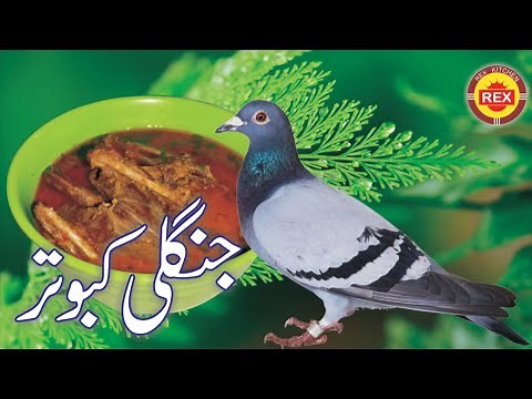 Jangli Kabootar ka shorba | Pigeon recipe | Rex kitchen