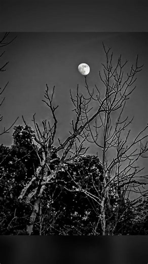 Bad Moon Rising by Creedence Clearwater Revival