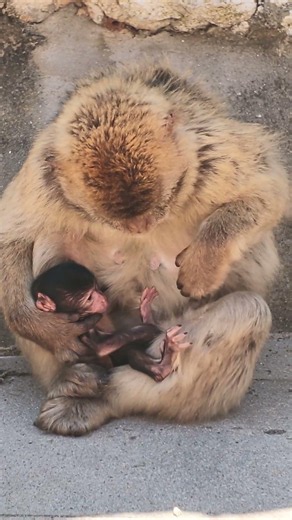A New Arrival on the Rock 🐒🇬🇮 | Baby Barbary Macaque in Gibraltar | 4K Wildlife #travel