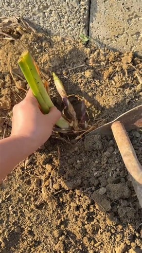 Planting Bamboo Shoot plants Tutorial #farming #shorts