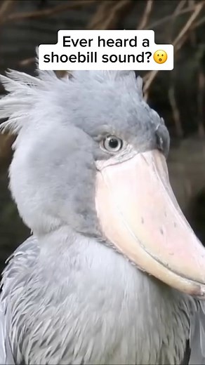 Wildlife Rescuers | The shoebill, a bird with a distinctive shoe-shaped bill found in African wetlands, catches fish using its unique tool. What’s fascinating... | Instagram