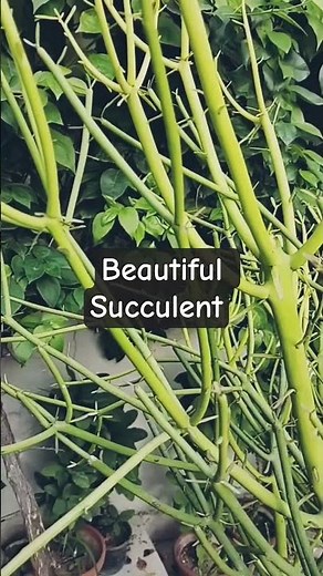 Pencil Cactus (Euphorbia tirucalli) – The Stunning Shrub You Need!