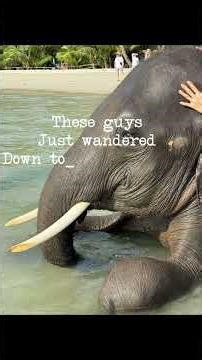 This guy turned up for a swim #travel #travel