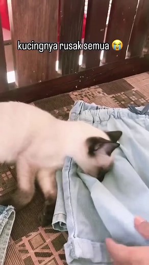 Adorable Cats Compilation to Brighten Your Day