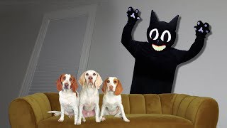Dogs vs cartoon cat in real life prank funny Maymo & Indie