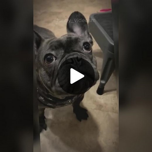 Funny and fails dogs videos #funnyvideos #cat #dog #pet #funny_videom #fail