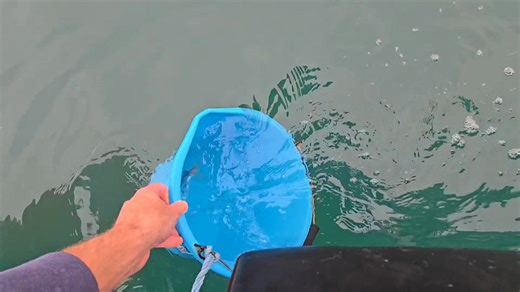 Afternoon Everybody Release the Bream | MR FISH