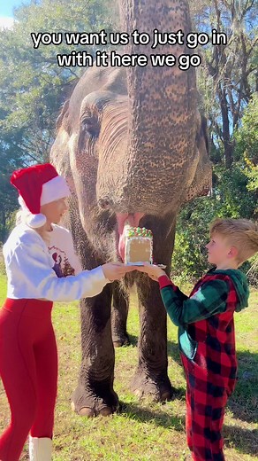 Our gingerbread tradition lives on !!#interspeciesfamily #multispeciesherd #elephant #AnimalLover #animalwelfare #animalwelfare #elephanttiktok #tiktokshop #elephantlover #animalcare #treatyourself