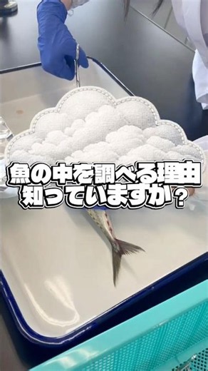 🐟🔬 食品衛生学実験 🔬🐟健康栄養学科2年生が、実際の魚を使ってアニサキスの摘出実験を行いました。食品衛生学では、食中毒の原因となる寄生虫や微生物について、実験を通して理解を深めています。