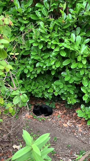 Big Fat Jessie (@bigfatjessie)’s videos with original sound - Big Fat Jessie