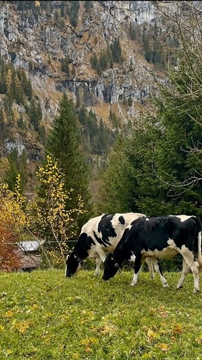 6.3K views · 610 reactions | Swiss Cow Grazing  | I Love Switzerland | Facebook