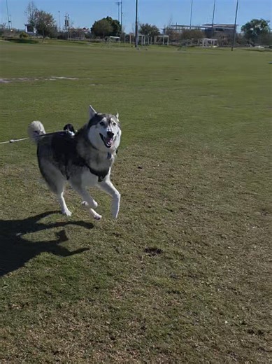 Cosmo living his best life 😊 #thesalashuskycosmo #samoyed #malamute #germanshepherd #husky