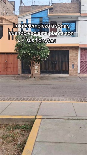 Jon Z Y Las Estrellas: Un Viaje Musical