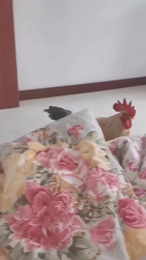 1.3K views | Download this ➡️ https://bit.ly/1video-downloader #funnyreels #funnyvideo #petcare #pet | Broken News | Facebook