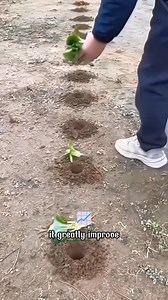 The fastest way to dig planting holes is to use an Auger Drill Bit for Planting | Amber Lynn Sysel-Lodge