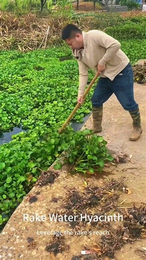 🌊🧹Satisfying Water Hyacinth Removal Process