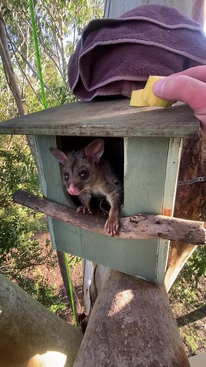 Rehabilitated Brushtail Possum Release in Blue Mountains
