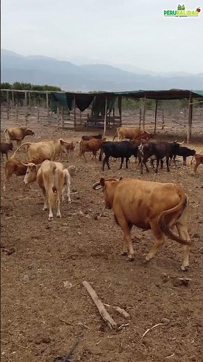 Bravery, manageability, and ferocity. The characteristics of fighting bulls.