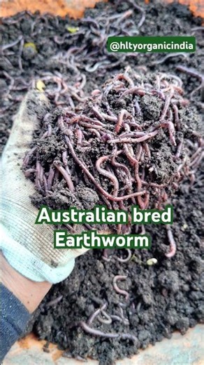 Australian Bred Earthworm 8983155946 #ytshorts #earthworm #farming #hoi #garden #agriculture