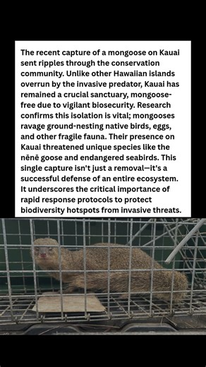 The One Animal Hawaii Fears Most (And They Just Caught One) #wildlife #facts #shorts