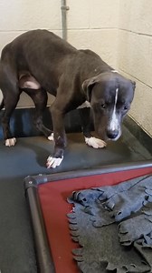 68K views · 3K reactions | RESCUED by Lucci’s House Bully Rescue!!...