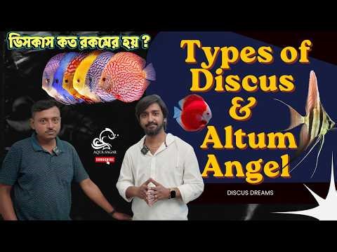 Types of Discus Fish & Altum Angelfish Explained | Bengali
