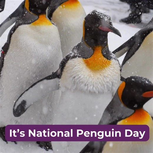 🐧 TODAY is National Penguin Day! Scientists don’t know how many species of penguins there are. Estimates range from 17 to 20 but there could even be more! They include the tiny blue penguins of Australia and New Zealand, the majestic emperor penguins of Antarctica and king penguins found on many sub- Antarctic islands, the endangered African penguin and the Galápagos penguin—the only penguin to be found north of the equator. Did you know... 🐧 These very special birds may not be able to fly acr