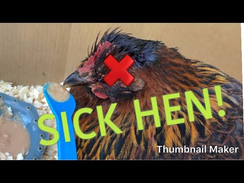 How to Take Care of a Sick Hen! Diagnosing and Treatment!