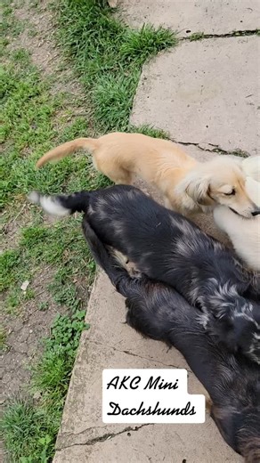 English Cream Dachshund Puppies & Adults for Sale