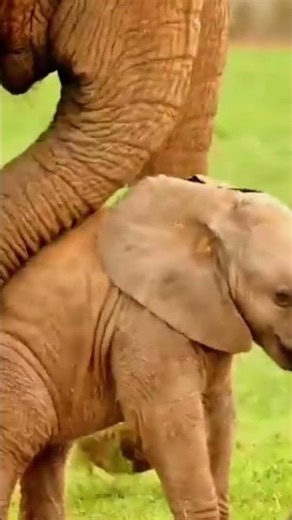 #African# forest elephant #Asian #elephants #Dwarf elephant #Indian# elephant