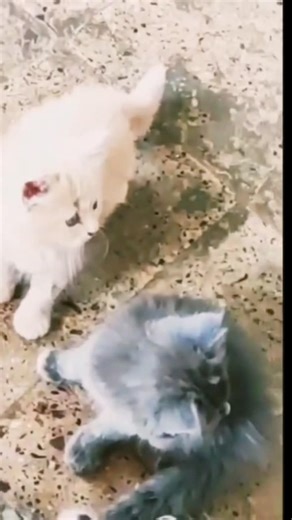 Is This a Toy… or a Mind Control Device? 😳🐱#funnycat#catreaction#shortsfeed