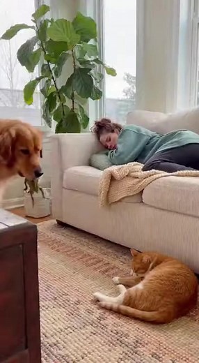 A mischievous shaggy dog sneaks up on a sleeping cat and drops a live frog right on its belly! The cat screams, the owner wakes up terrified, and the dog just stands there with the most innocent look on its face. | Random Video